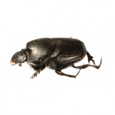 Onthophagus binodis | Dung Beetle Ecosystem Engineers