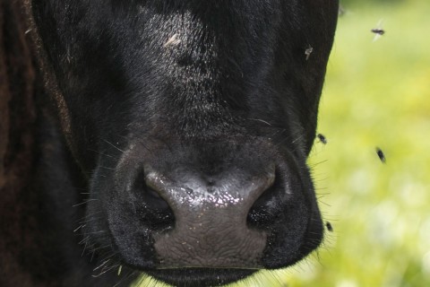 Cow with flies - dung beetles